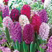 Monet Hyacinth Mixture