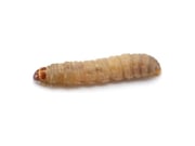 Waxworms