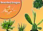 Bearded Dragon Starter Plant Pack