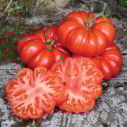 COSTOLUTO FIORENTINO