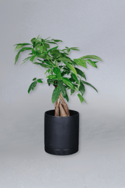 Money Tree