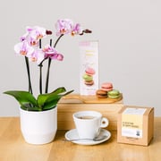 Tea Orchid: Mini Orchid and Tea