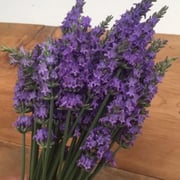 Lavender Sensational