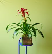 Bromeliad