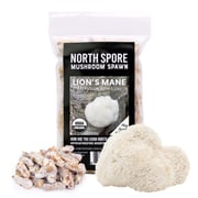 Organic Lion's Mane Mushroom Plug Spawn