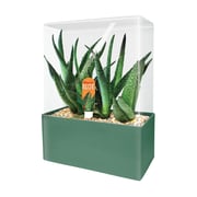 Seed Squares - Altruistic Aloe
