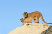 Cougar and kit against blue sky