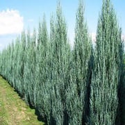 Blue Arrow Juniper