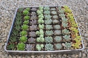 2" Wedding Succulents