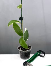 Hoya Acuta Albo-Marginata
