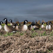 Alternate Fully Flocked Canada Goose Silhouettes