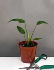 Monstera Burle Marx Flame