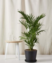 Cat Palm