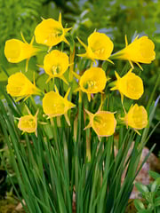 Mini Daffodil bulbocodium Golden Bells
