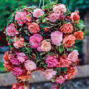 Cascading Splendor Begonia