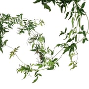 Jasmine Vine