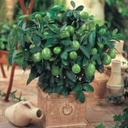 Dwarf Key Lime Tree