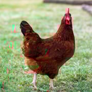 Baby Chicks: Rhode Island Red