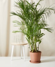 Bamboo Palm