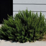 Rosemary Arp