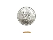Mealworms