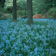 English Bluebells