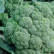 Broccoli, Waltham Seeds, 1.6g