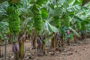 Banana World Guided Tour in Gran Canaria