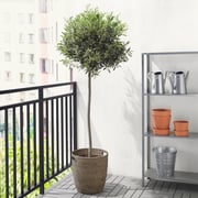 Olea Europa - Large Mediterranean Olive Tree - circa 160cm tall
