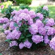 Proven Winners® Let's Dance® Sky View® Mountain Hydrangea