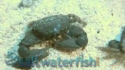 Emerald Crab