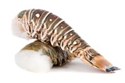 Lobster Tail Warm Water