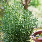 Rosemary Tuscan Blue