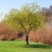 Curly Corkscrew Willow Tree