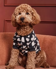 Dog Pajamas