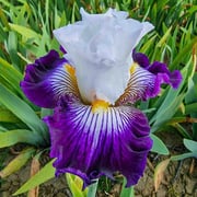 Dancing Star Bearded Iris