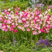 Cherry Blossom Hardy Gladiolus Mixture
