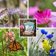 Pollinator Wildflower Seed Patchwork