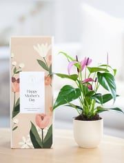 Mother's Day Purple Anthurium Plant