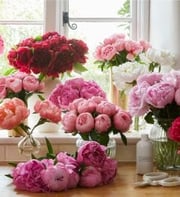 The Hydrangea Subscription