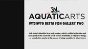 Premium Select Betta Fish (Betta splendens) - WYSIWYG Gallery 2