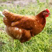 Baby Chicks: Golden Buff (Red Star)