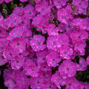 'Paint The Town Fuchsia' Dianthus