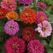 Zinnia, California Giants Mixed Colors Seeds Online Edition