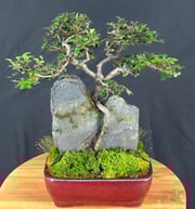 Chinese Elm Bonsai TreeRoot Over Rock Style(ulmus parvifolia)