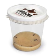 "Painted Lady Butterfly 5-Larvae Culture"