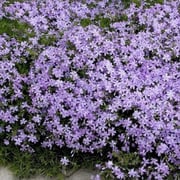 Phlox Emerald Blue