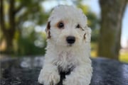 Damien | Puppies For Sale at Pawrade