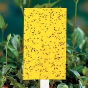 Yellow Sticky Insect Traps - Small 