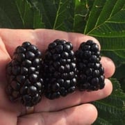Blackberry 'Caddo'